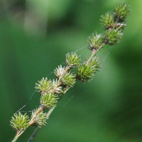 Carex normalis unspecified picture