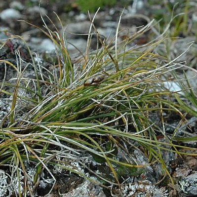 Carex nardina unspecified picture