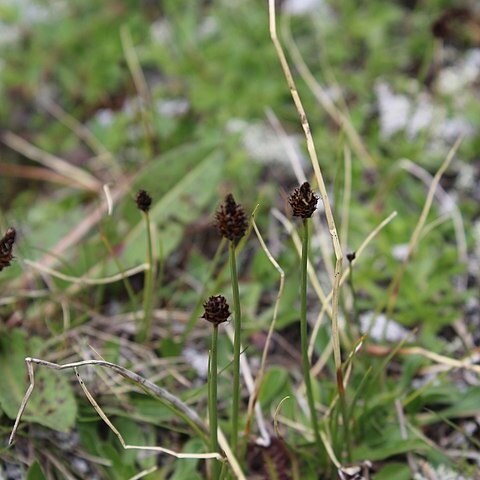 Carex oreophila unspecified picture