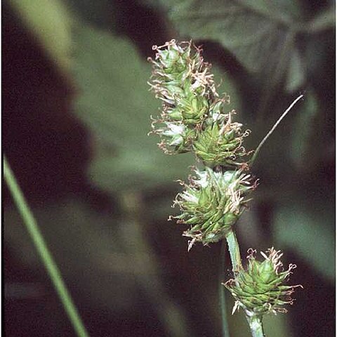 Carex molesta unspecified picture