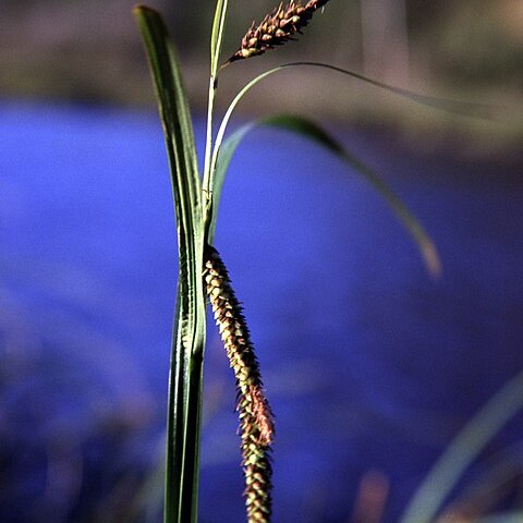 Carex lyngbyei unspecified picture