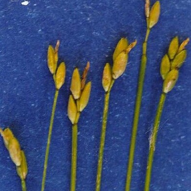 Carex leptalea unspecified picture