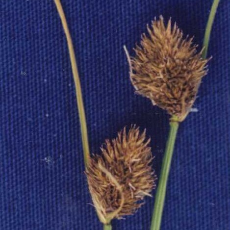 Carex athrostachya unspecified picture