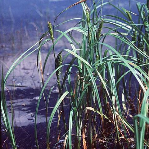 Carex atherodes unspecified picture