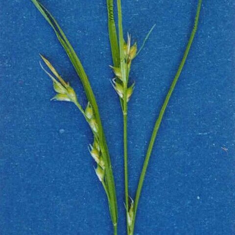 Carex rossii unspecified picture