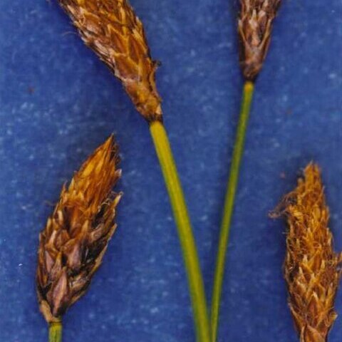 Carex subnigricans unspecified picture