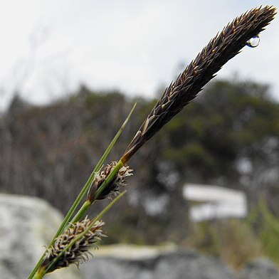 Carex serratodens unspecified picture