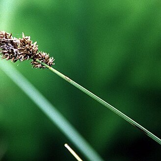 Carex cusickii unspecified picture