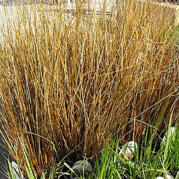 Carex buchananii unspecified picture