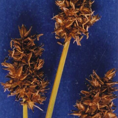 Carex jonesii unspecified picture