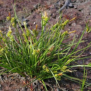 Carex viridula unspecified picture