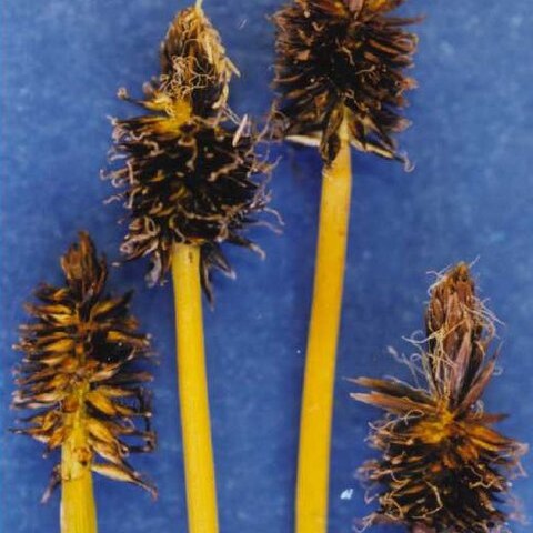 Carex nigricans unspecified picture