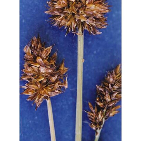 Carex neurophora unspecified picture