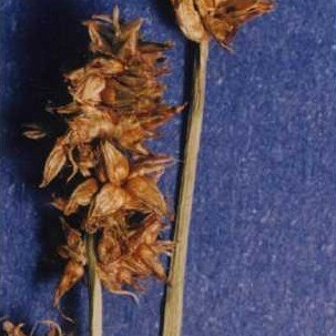 Carex nervina unspecified picture