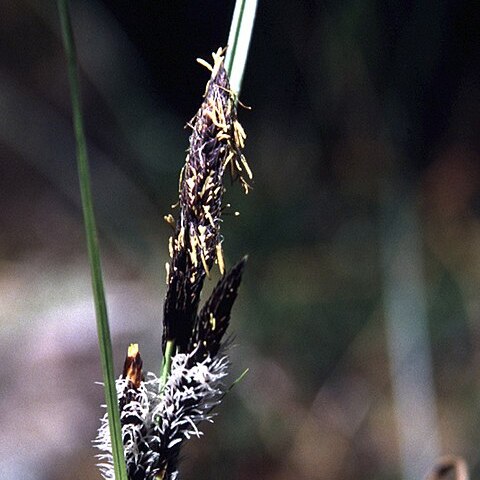 Carex obnupta unspecified picture