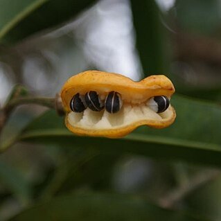 Cardiopetalum calophyllum unspecified picture