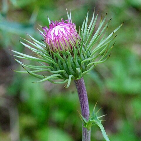 Carduus chrysacanthus unspecified picture