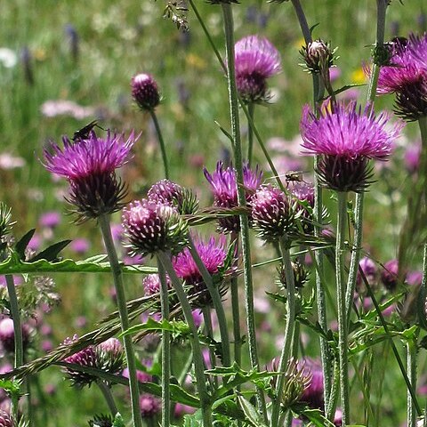 Carduus canduelis unspecified picture