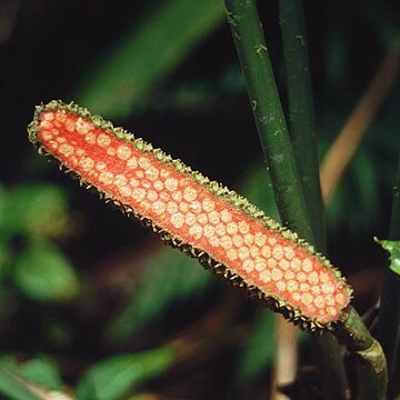 Carludovica rotundifolia unspecified picture