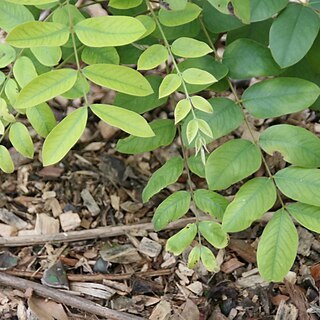 Cassia bakeriana unspecified picture