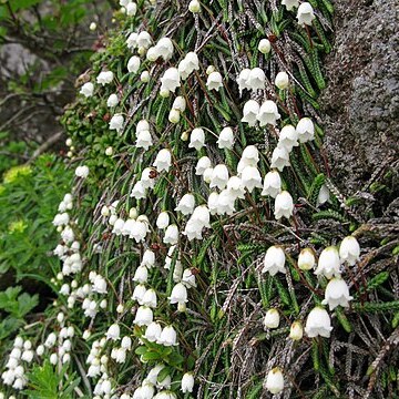 Cassiope lycopodioides unspecified picture