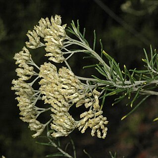 Cassinia uncata unspecified picture