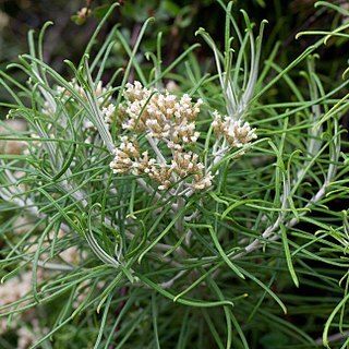 Cassinia tenuifolia unspecified picture