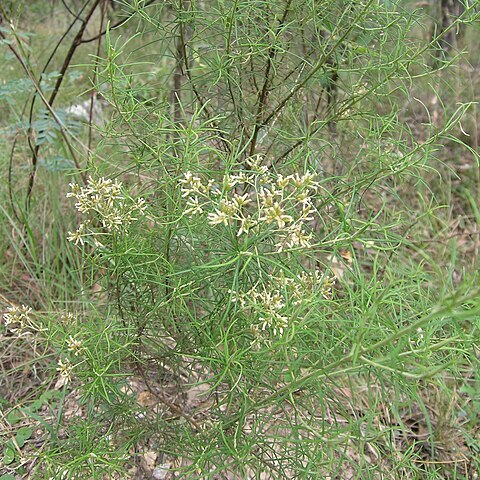 Cassinia laevis unspecified picture