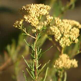 Cassinia scabrida unspecified picture