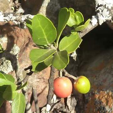 Cassine burkeana unspecified picture