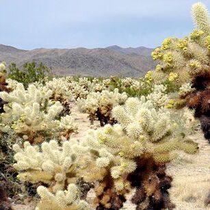 Cylindropuntia unspecified picture