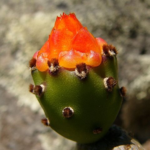 Opuntia excelsa unspecified picture