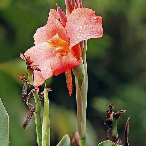 Canna unspecified picture