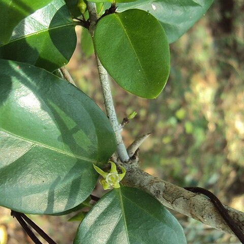 Canthium angustifolium unspecified picture