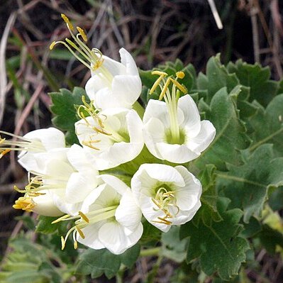 Cantua quercifolia unspecified picture