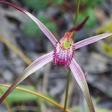 Caladenia versicolor unspecified picture