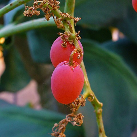 Cyphostemma bainesii unspecified picture