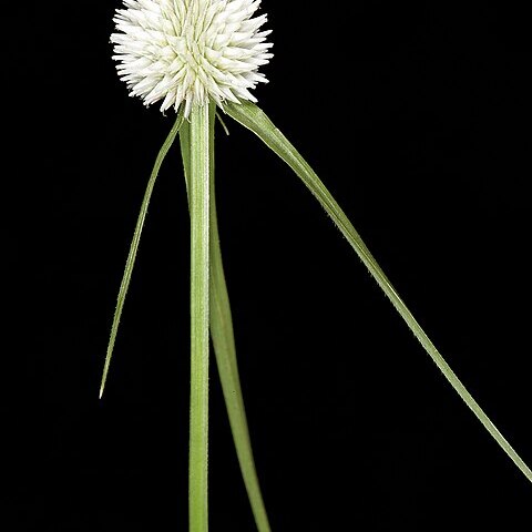 Cyperus alatus subsp. albus unspecified picture