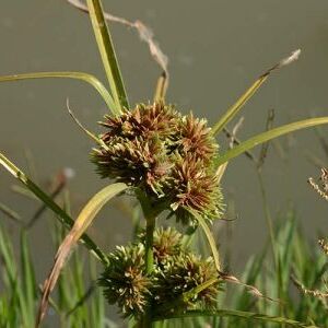 Cyperus acuminatus unspecified picture