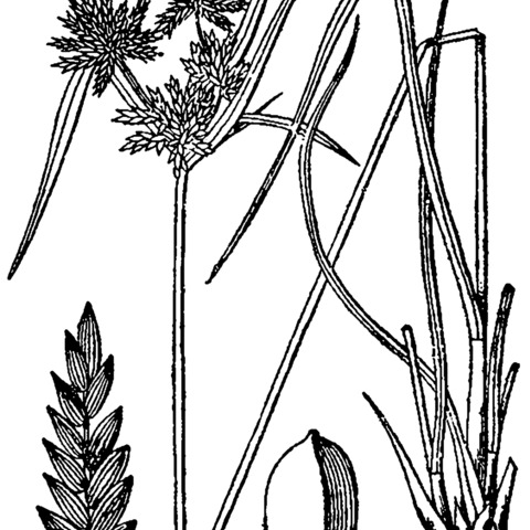 Cyperus houghtonii unspecified picture