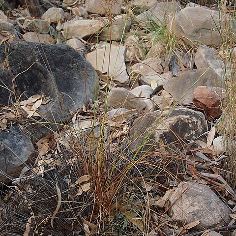 Cyperus dactylotes unspecified picture