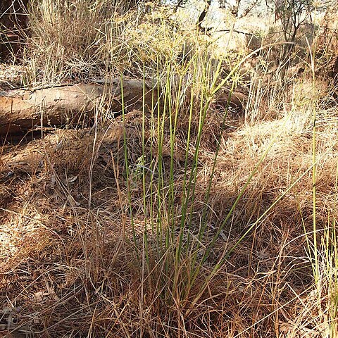 Cyperus exaltatus unspecified picture