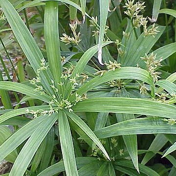 Cyperus unspecified picture