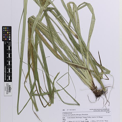 Cyperus macrophyllus unspecified picture