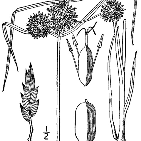 Cyperus lupulinus unspecified picture