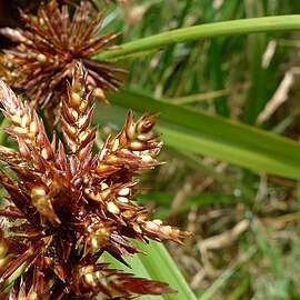 Cyperus lucidus unspecified picture