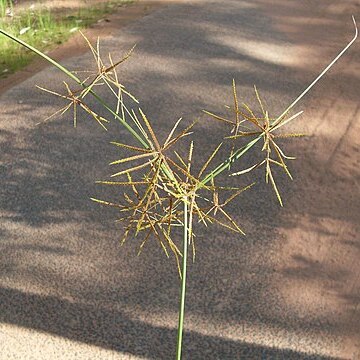 Cyperus betchei unspecified picture