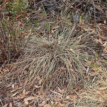 Cyperus conicus unspecified picture