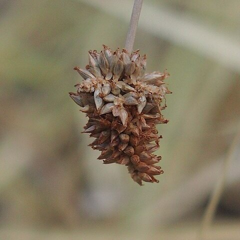 Cyperus conicus unspecified picture