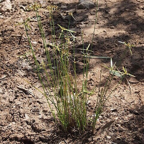 Cyperus vaginatus unspecified picture